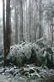 Snow on tree ferns, Sassafras IMG_7614